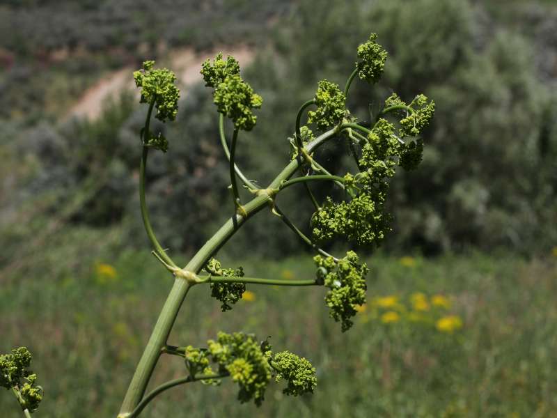 Opopanax chironium